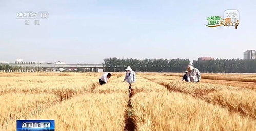 揭秘济南博士试验田 有机麦种的不凡之处