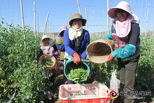 楚雄市子午镇抓好晚秋作物种植 拓宽群众增收渠道