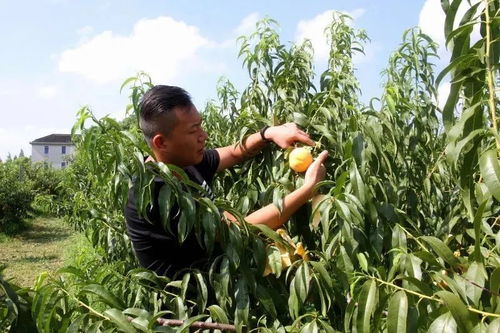 桃 你欢心,崇明黄桃采摘季,出发