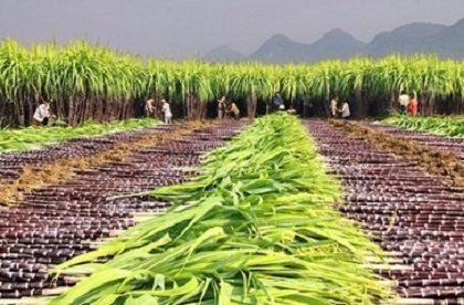 中国农作物种植区域大致分布趋势