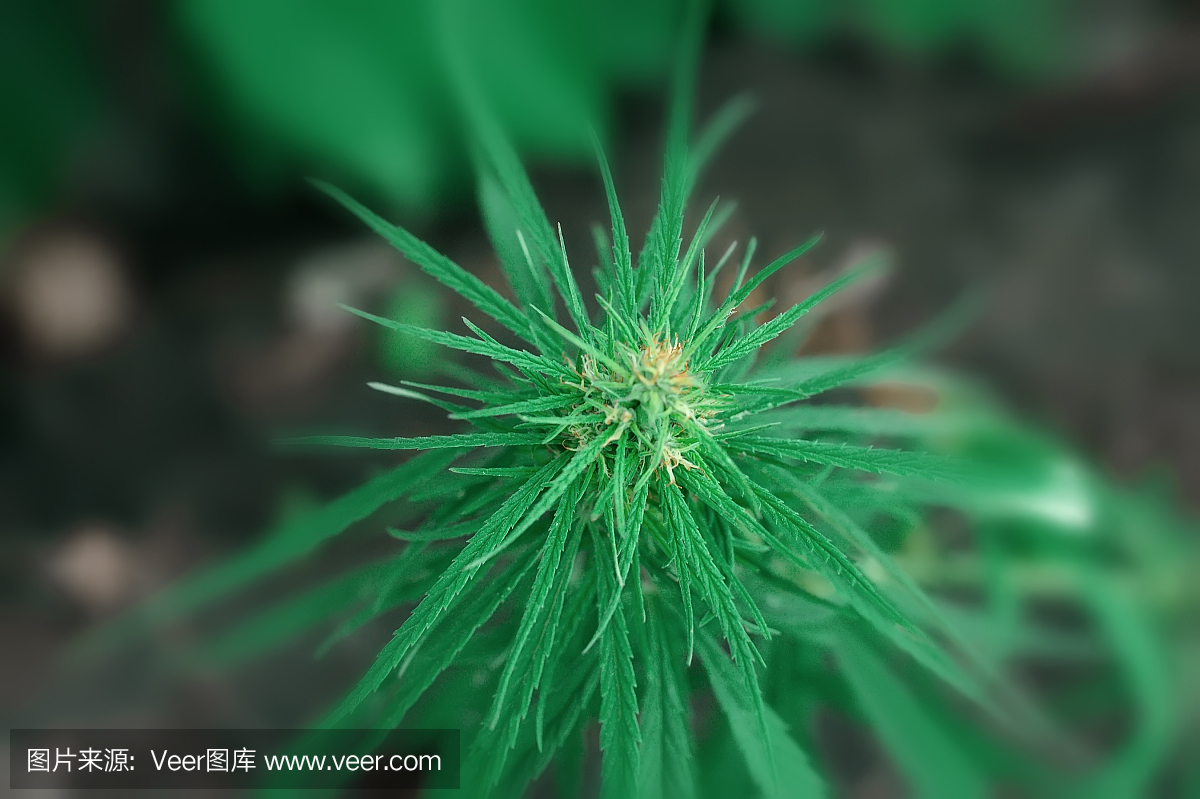 绿色大麻花CBD宏和医用大麻。种植高质量的大麻产品。为治疗目的使用大麻油的概念