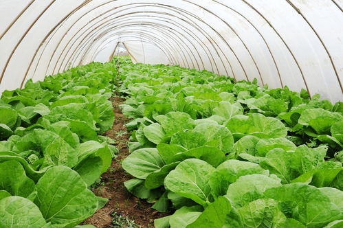 秋季蔬菜苗期用肥管理技术要点