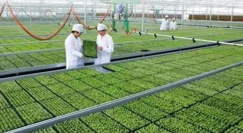 饥饿的警钟已经敲响 极端天气频发带来减产,粮食安全如何保障